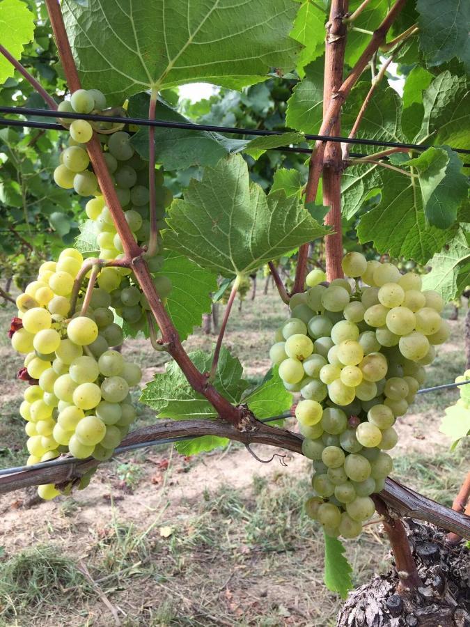 Ferien- Und Winzerhof Simon * Fribourg im Breisgau